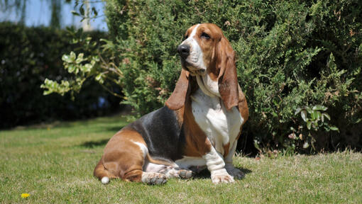 Basset foxhound hot sale